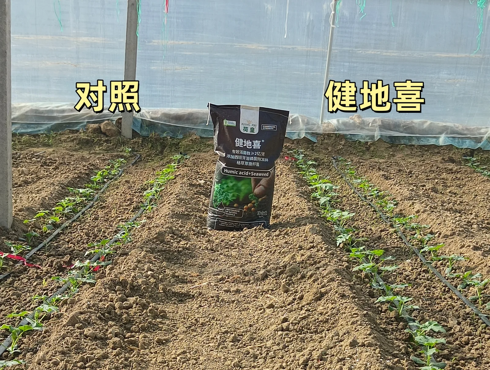 健地喜示范区与对照区蔬菜长势对比