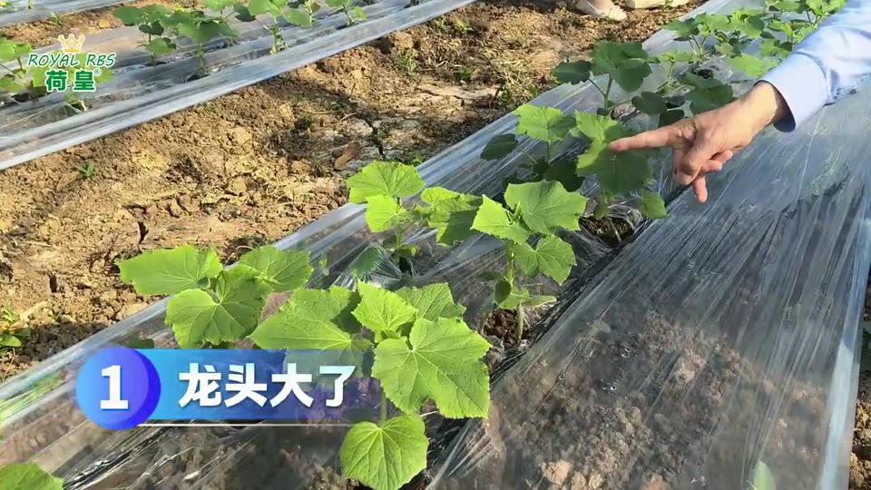 黄瓜田间应用效果实拍