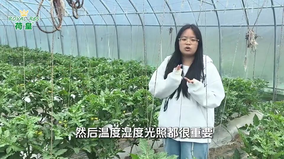 棚内种植管理与作物长势分享