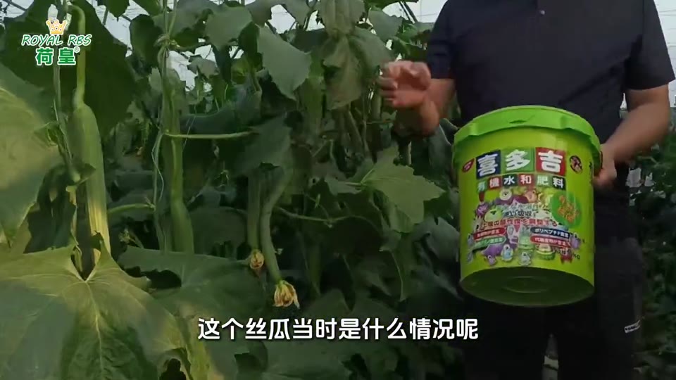 喜多吉丝瓜田间回访