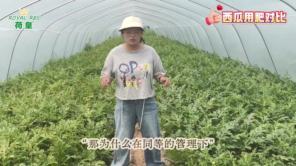 西瓜棚内用肥对比实拍